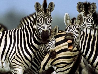 zebras 1.jpg